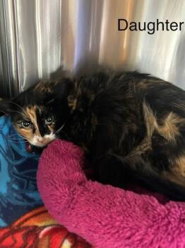Rescue Domestic Long Hair Cats for Adoption in Knoxville, Tennessee - Katie | PetCurious