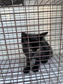 Rescue Domestic Short Hair Cats for Adoption in Houston, Texas - CHARCOAL | PetCurious