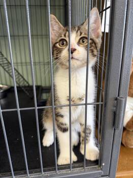 Domestic Short Hair Cats Available for Adoption in Broomall, Pennsylvania - Minky- Polydactyl! | PetCurious