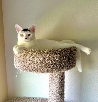 Domestic Short Hair Cats Available for Adoption - Elfie | PetCurious