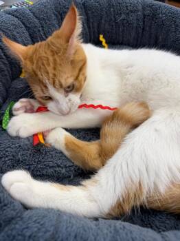 Gaetano -  Domestic Short Hair Cat for Adoption in Calgary, Alberta - Gaetano | PetCurious