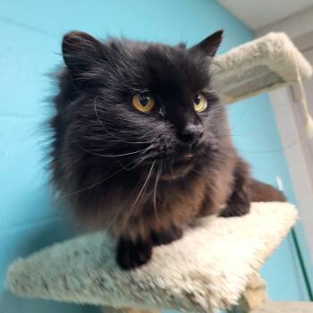 Rescue Domestic Long Hair Cats for Adoption in Chilton, Wisconsin - Mamacita (Big Mama) | PetCurious