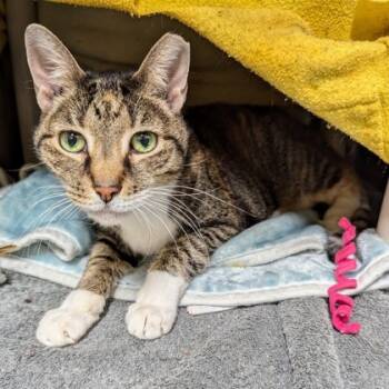 Rescue Domestic Short Hair Cats for Adoption in Wheaton, Illinois - Sabrina (Bashful Buddy) | PetCurious