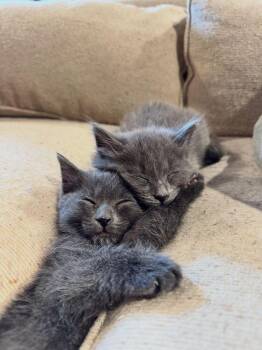 Domestic Short Hair Cats Available for Adoption in Ferndale, Michigan - Fork | PetCurious