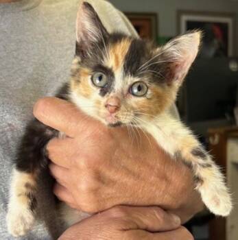 Rescue Domestic Short Hair Cats for Adoption in West Memphis, Arkansas - Olivia | PetCurious