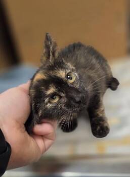 Dot Cake -  Domestic Short Hair Cat for Adoption in Westland, Michigan - Dot Cake | PetCurious