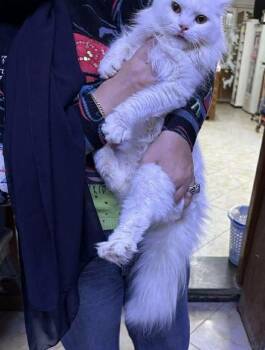 Bronco -  Turkish Angora Cat for Adoption in Brampton, Ontario - Bronco | PetCurious