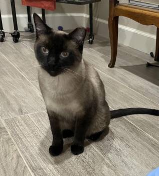 Rescue Siamese Cats for Adoption in Reno, Nevada - Sydney | PetCurious