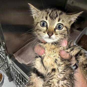 Dora -  Domestic Short Hair Cat for Adoption in Marion, Virginia - Dora | PetCurious
