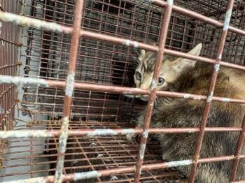 Domestic Short Hair Cats Available for Adoption in Houston, Texas - A654687 | PetCurious