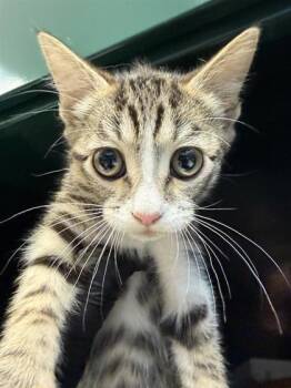 Thing 2 -  Domestic Short Hair Cat for Adoption in El Paso, Texas - Thing 2 | PetCurious