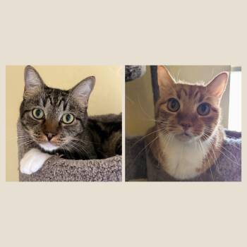SPARKY & RUSTY -  Domestic Short Hair Cat for Adoption in Prescott, Arizona - SPARKY & RUSTY | PetCurious