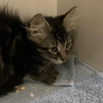 Sky -  Domestic Short Hair Cat for Adoption in Redwood City, California - Sky | PetCurious
