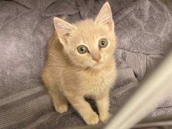 KIARA -  Domestic Short Hair Cat for Adoption in Tustin, California - KIARA | PetCurious