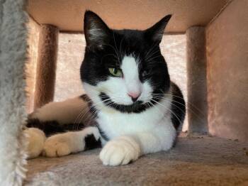 Lyric -  Domestic Short Hair Cat for Adoption in Cromwell, Kentucky - Lyric | PetCurious