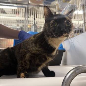 Domestic Short Hair Cats Available for Adoption in New York, New York - Octavia | PetCurious
