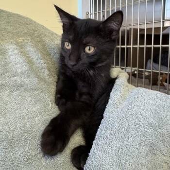 Cyndaquil -  Domestic Short Hair Cat for Adoption in Richmond, Virginia - Cyndaquil | PetCurious