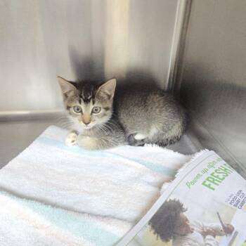 Zelari 26-0635 -  Domestic Short Hair Cat for Adoption in Yanceyville, North Carolina - Zelari 26-0635 | PetCurious