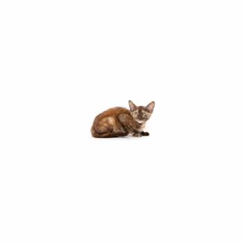 Carrie -  Domestic Short Hair Cat for Adoption in Los Angeles, California - Carrie | PetCurious
