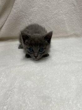 Dolly Rebecca -  Domestic Short Hair Cat for Adoption in Covington, Louisiana - Dolly Rebecca | PetCurious