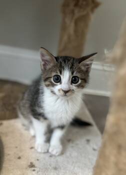 Rescue Domestic Short Hair Cats for Adoption in Glen Raven, North Carolina - FINLEY-check Out My Siblings Henley And Brenleigh | PetCurious