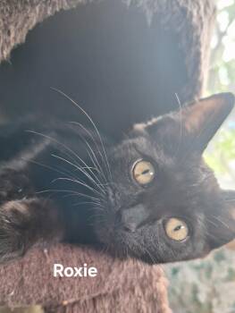 Roxie -  Domestic Short Hair Cat for Adoption in Chicopee, Massachusetts - Roxie | PetCurious