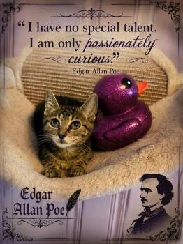 Edgar Allan Poe -  Domestic Short Hair Cat for Adoption in West Pittston, Pennsylvania - Edgar Allan Poe | PetCurious