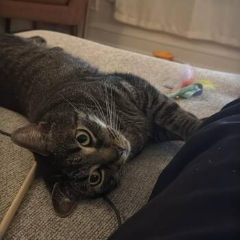 Jacque -  Domestic Short Hair Cat for Adoption in Evanston, Illinois - Jacque | PetCurious