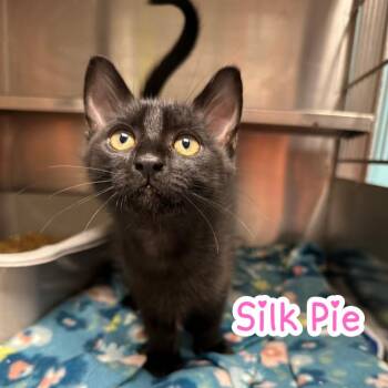 Silk Pie -  Domestic Short Hair Cat for Adoption in Oak Ridge, Tennessee - Silk Pie | PetCurious