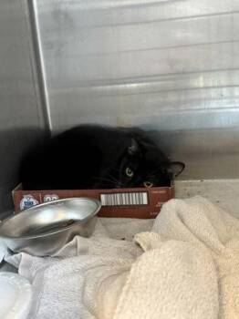 Smoky -  Domestic Short Hair Cat for Adoption in Fallston, Maryland - Smoky | PetCurious