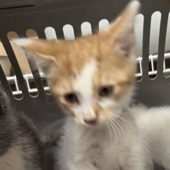 Arthur -  Domestic Short Hair Cat for Adoption in Leander, Texas - Arthur | PetCurious