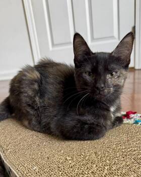 Rescue Domestic Short Hair Cats for Adoption in Ellenwood, Georgia - Bella | PetCurious