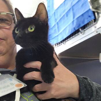 Betty Gertrude -  Domestic Short Hair Cat Available for Adoption in Walker, Michigan - Betty Gertrude | PetCurious