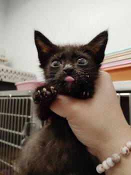 Lake -  Domestic Short Hair Cat for Adoption in Republic, Missouri - Lake | PetCurious