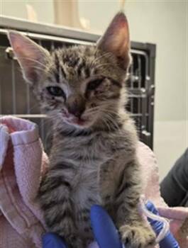Chloe A061319 -  Domestic Short Hair Cat for Adoption in San Andreas, California - Chloe A061319 | PetCurious
