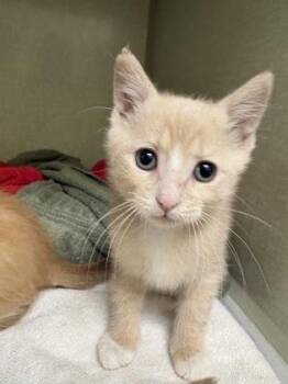 Peachy -  Domestic Short Hair Cat for Adoption in Westland, Michigan - Peachy | PetCurious