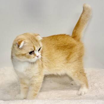 Callum -  Scottish Fold Cat for Adoption in East Hampton, New York - Callum | PetCurious