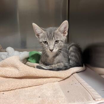Domestic Short Hair Cats Available for Adoption in Tampa, Florida - Abbott | PetCurious