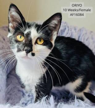 Oriyo -  Domestic Short Hair Cat for Adoption - Oriyo | PetCurious