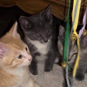 Blue Jay -  Domestic Short Hair Cat for Adoption in Long Beach, California - Blue Jay | PetCurious