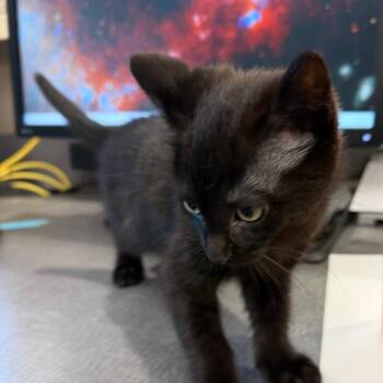Uno -  Domestic Short Hair Cat for Adoption in Norman, Oklahoma - Uno | PetCurious
