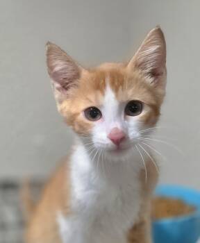 Jack -  Domestic Short Hair Cat for Adoption in Rio Linda, California - Jack | PetCurious