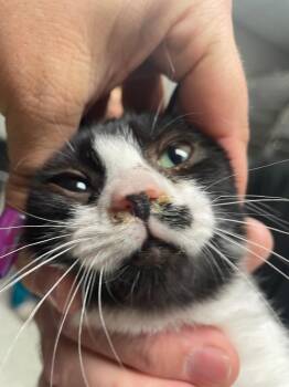 Domestic Short Hair Cats Available for Adoption in Columbia, Tennessee - Bubba | PetCurious
