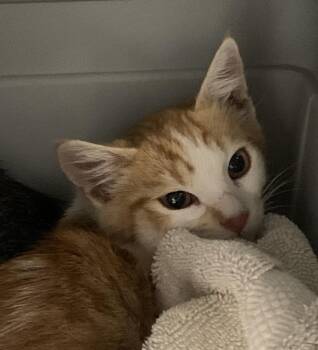 Jake -  Domestic Short Hair Cat for Adoption in Santa Rosa, California - Jake | PetCurious