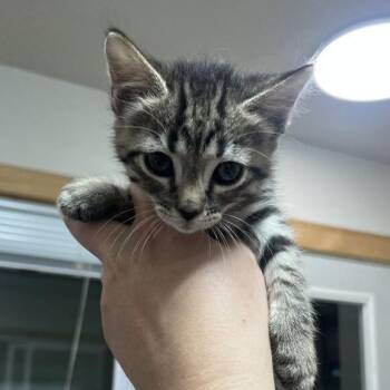 Fry -  Domestic Short Hair Cat for Adoption in Driggs, Idaho - Fry | PetCurious