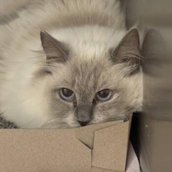 Harper -  Ragdoll Cat for Adoption in Philadelphia, Pennsylvania - Harper | PetCurious