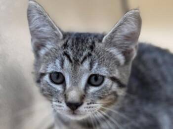 Oregano -  Domestic Short Hair Cat for Adoption in Portland, Oregon - Oregano | PetCurious