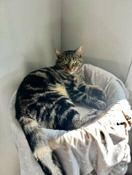 Rescue Domestic Short Hair Cats for Adoption in Steinbach, Manitoba - Ursula | PetCurious