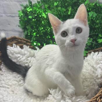 Domestic Short Hair Cats Available for Adoption in Harrisonburg, Virginia - Sweet Spot | PetCurious