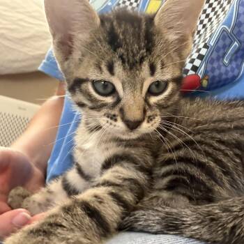 Scorpion -  Domestic Short Hair Cat for Adoption in Bryan, Texas - Scorpion | PetCurious